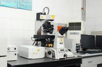 激光共聚焦扫描显微镜（CLSM）